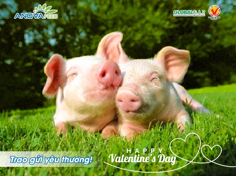 Happy Valentine's Day - Trao gửi yêu thương