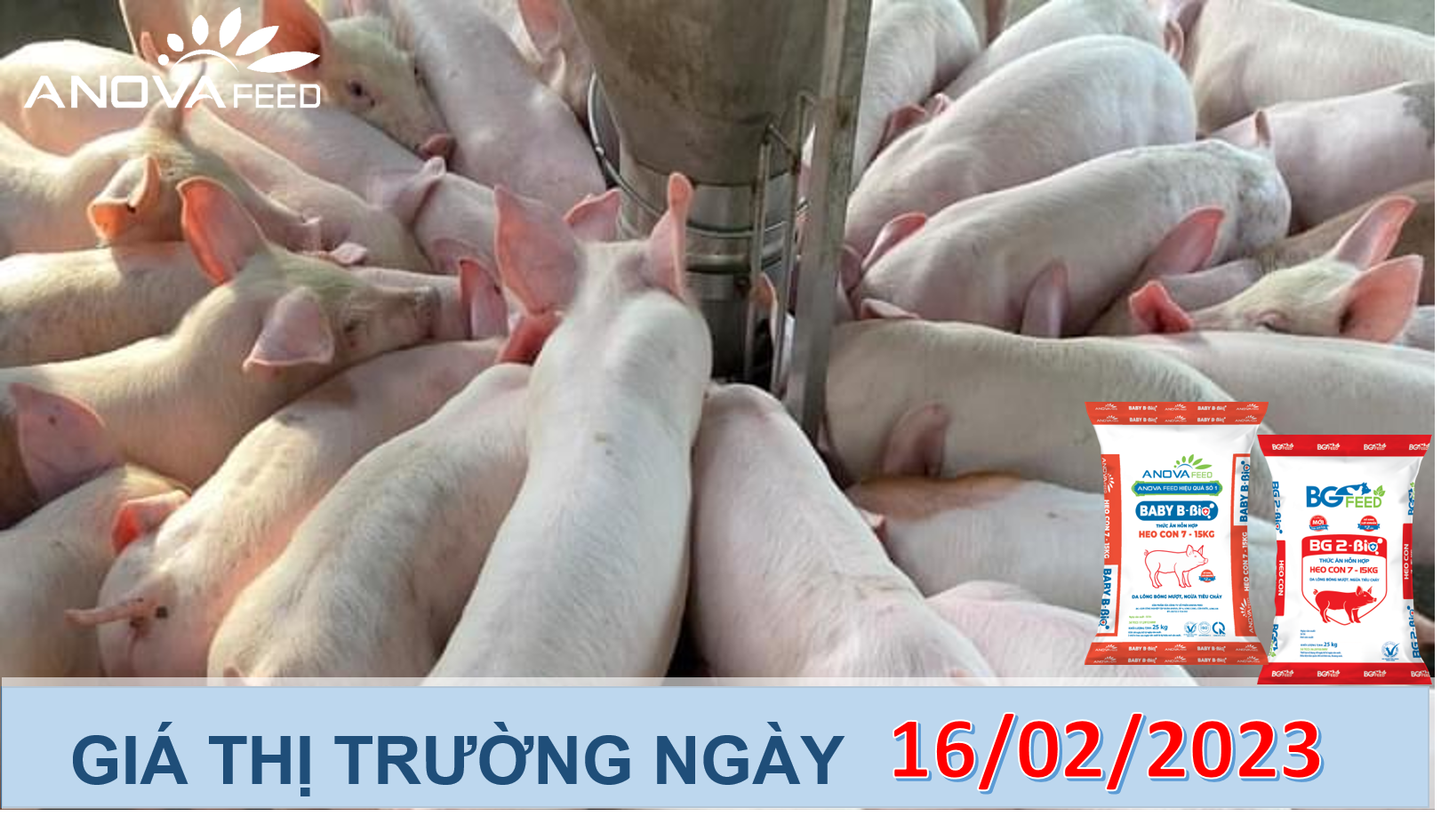 ANOVA FEED- GIÁ HEO HƠI NGÀY 16/02, THỊ TRƯỜNG LẶNG GIÓ