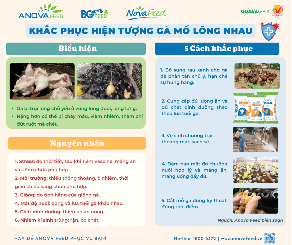 [ANOVA FEED] KHẮC PHỤC HIỆN TƯỢNG GÀ MỔ LÔNG NHAU