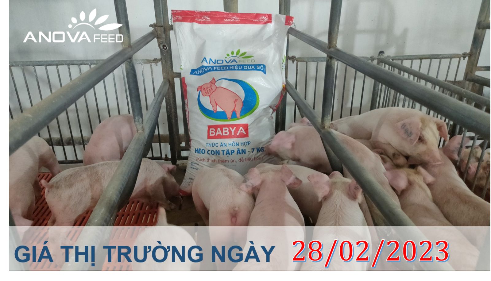 ANOVA FEED- GIÁ HEO HƠI NGÀY 28/02, CUỐI THÁNG TRẦM LẮNG