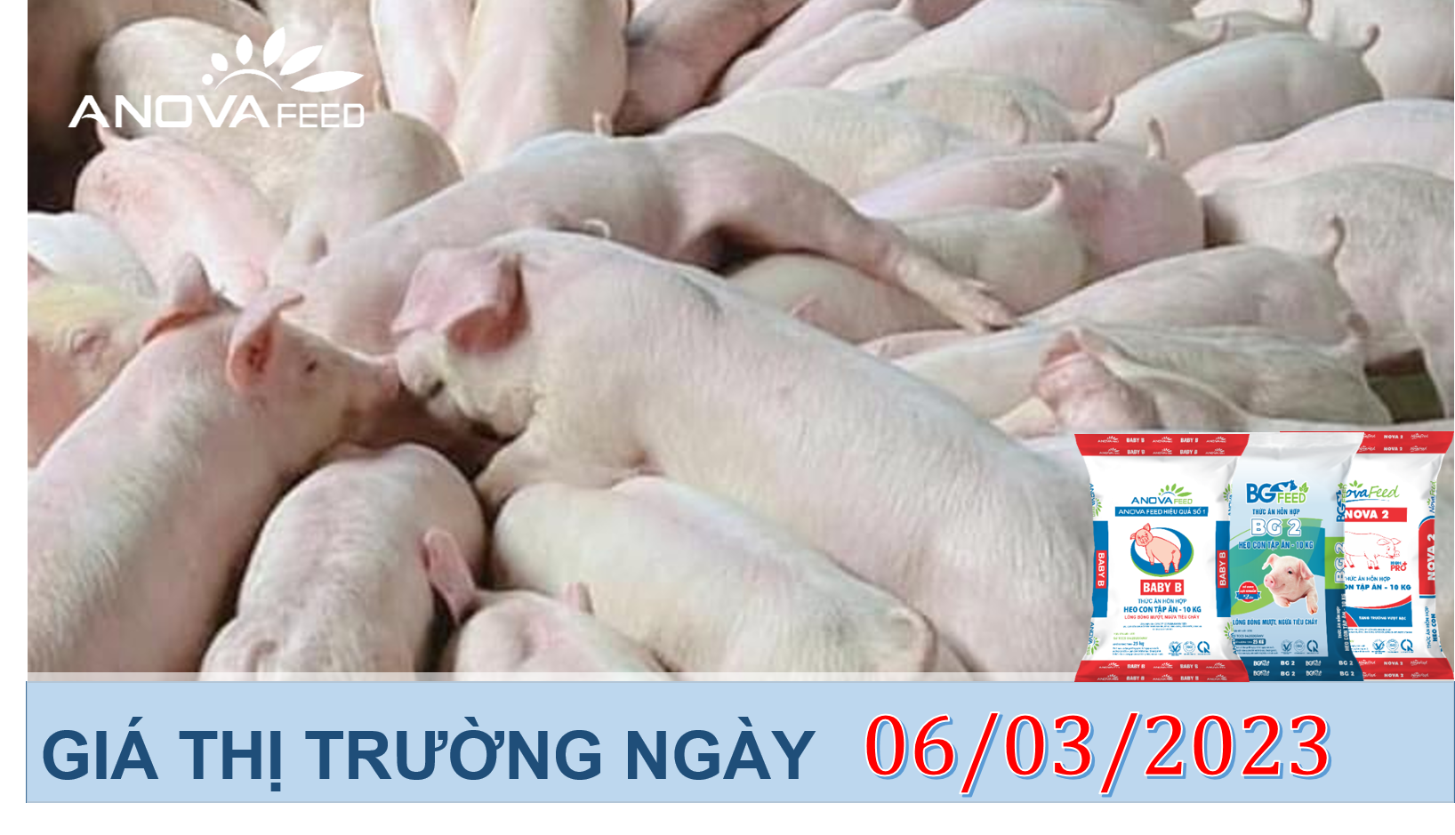 ANOVA FEED- GIÁ HEO HƠI NGÀY 06/03, KHÓ ĐẢO CHIỀU