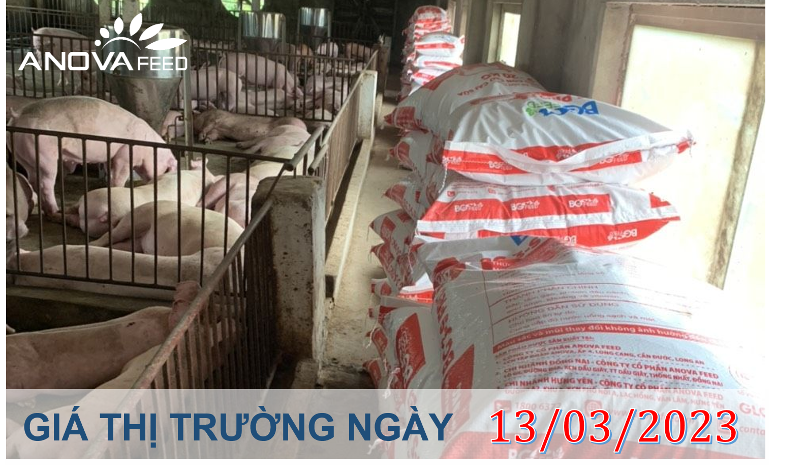 ANOVA FEED- GIÁ HEO HƠI NGÀY 13/03, ĐẦU TUẦN GIẢM NHẸ