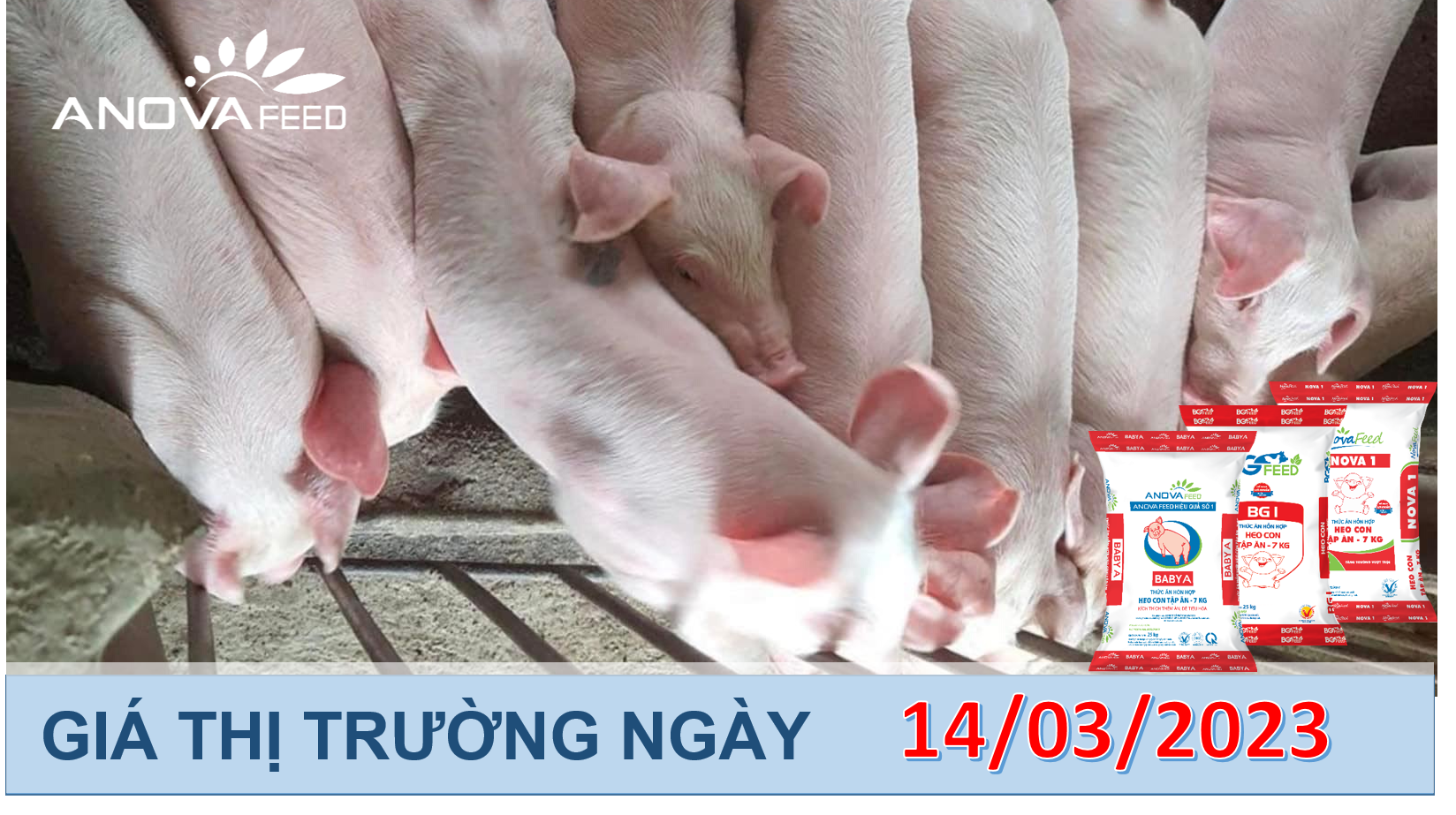ANOVA FEED- GIÁ HEO HƠI NGÀY 14/03, GIỮ MỨC THẤP