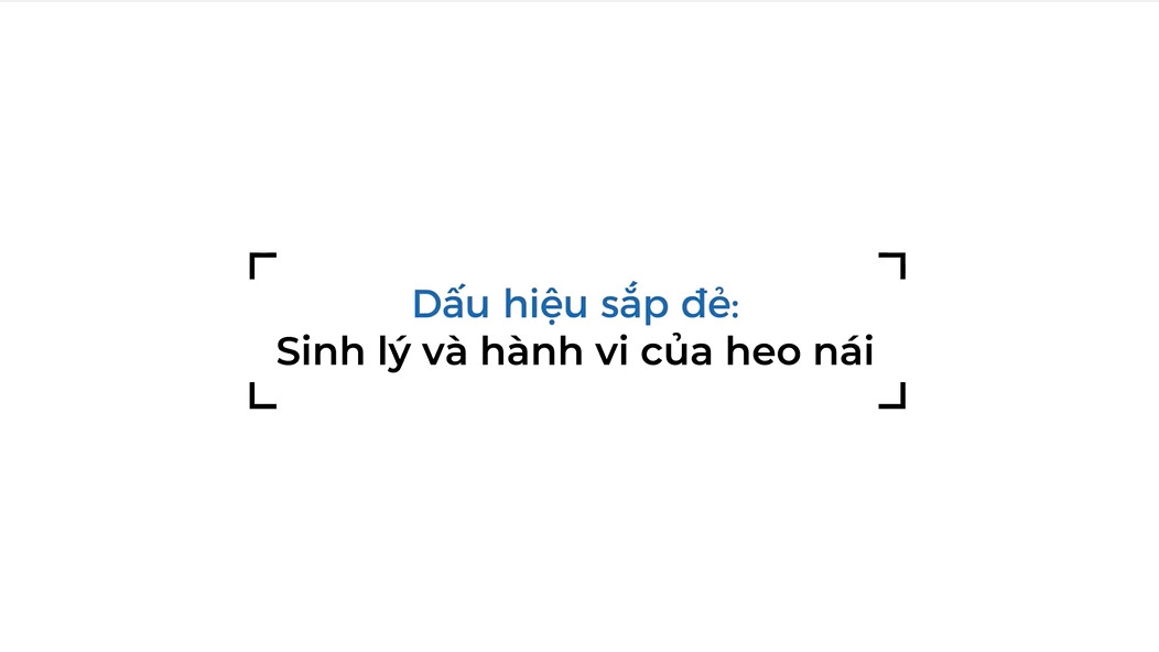 DẤU HIỆU NHẬN BIẾT HEO NÁI SẮP ĐẺ