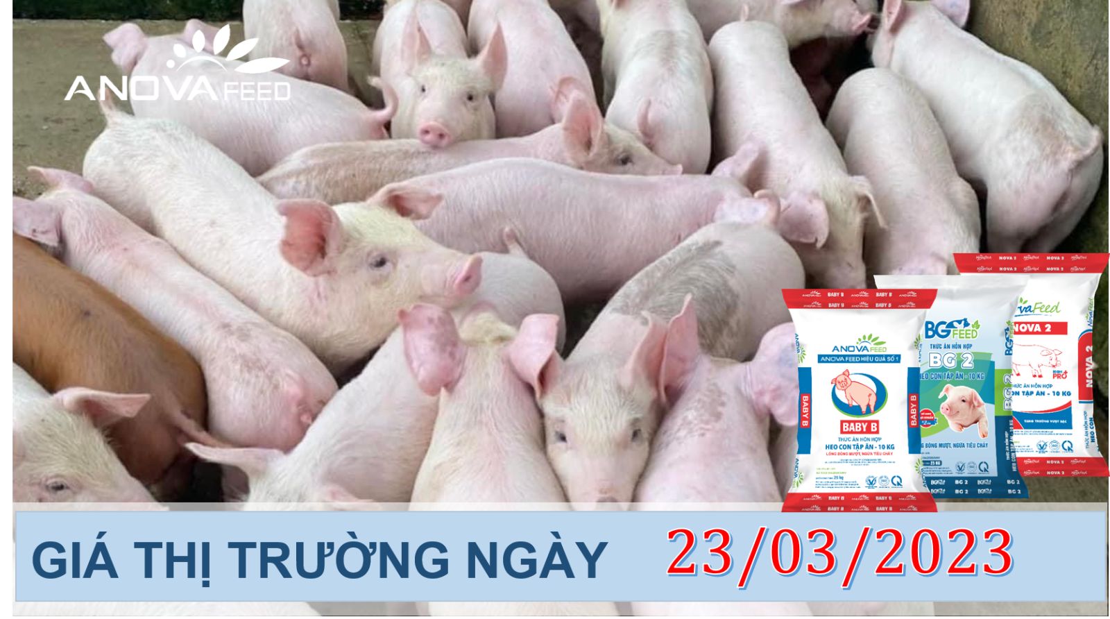 ANOVA FEED- GIÁ HEO HƠI NGÀY 23/03, THỊ TRƯỜNG GIỮ GIÁ