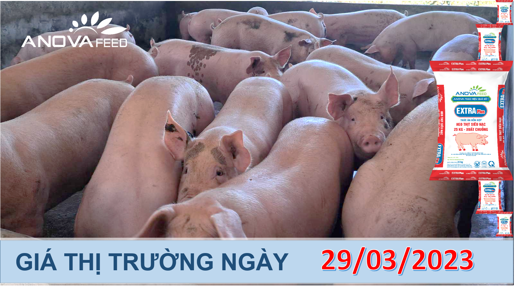 ANOVA FEED- GIÁ HEO HƠI NGÀY 29/03, ĐI NGANG TRÊN DIỆN RỘNG