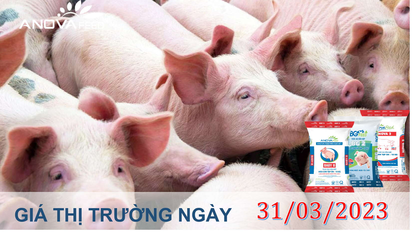 ANOVA FEED- GIÁ HEO HƠI NGÀY 31/03, CUỐI THÁNG SUY GIẢM