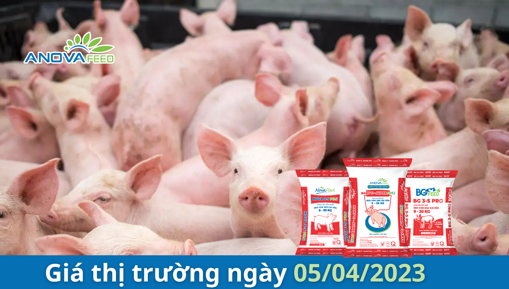 ANOVA FEED GIÁ HEO HƠI NGÀY 05/04 THỊ TRƯỜNG LẶNG SÓNG