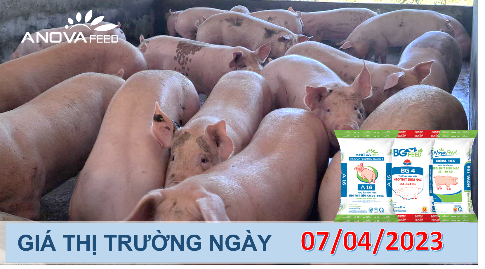 ANOVA FEED- GIÁ HEO HƠI NGÀY 07/04, ĐI NGANG TOÀN QUỐC