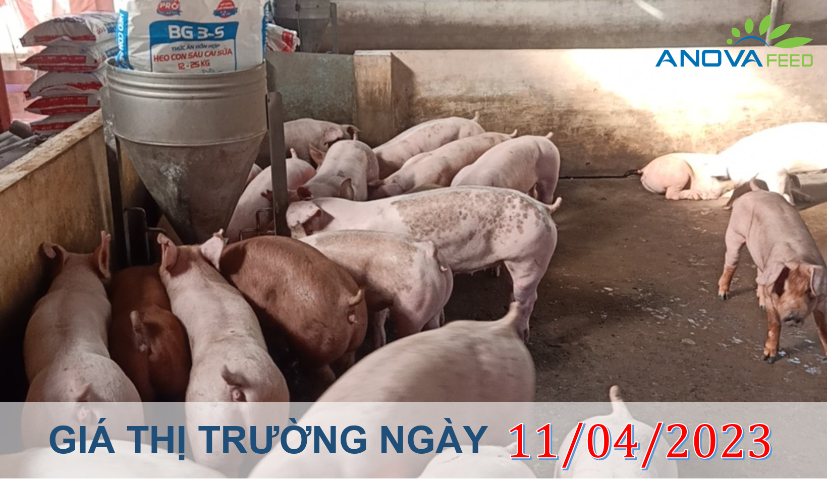 ANOVA FEED- GIÁ HEO HƠI NGÀY 11/04, MIỀN BẮC TĂNG TRỞ LẠI