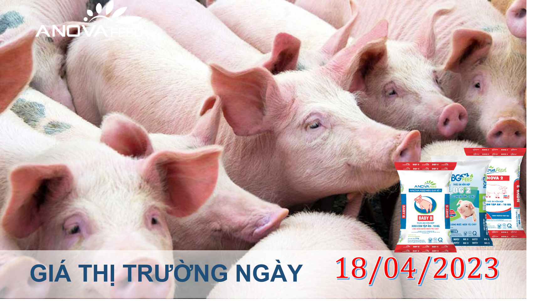 ANOVA FEED- GIÁ HEO HƠI NGÀY 18/04, TIẾP ĐÀ TĂNG ĐỒNG LOẠT