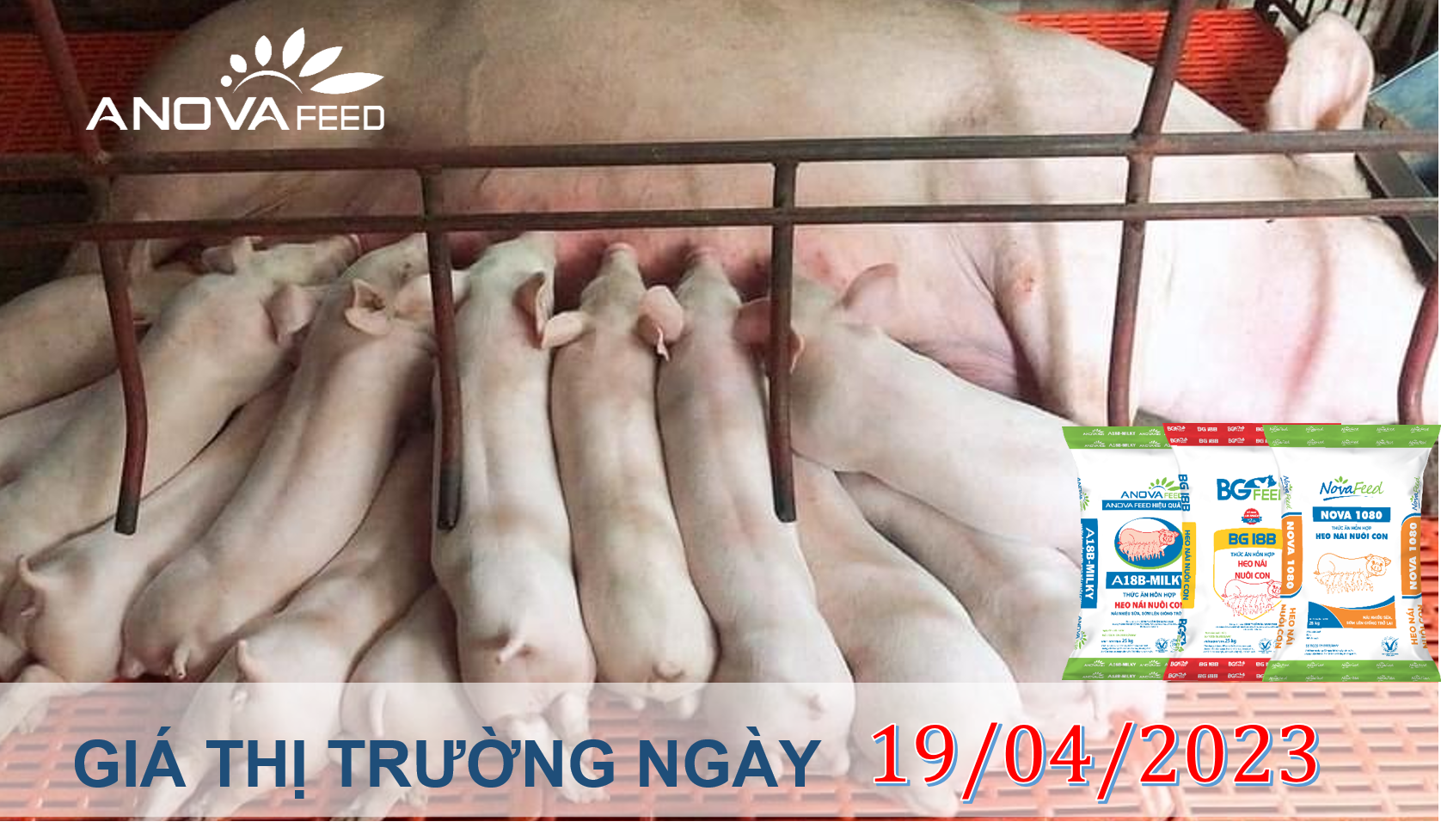 ANOVA FEED- GIÁ HEO HƠI NGÀY 19/04, LIÊN TỤC DẬY SÓNG