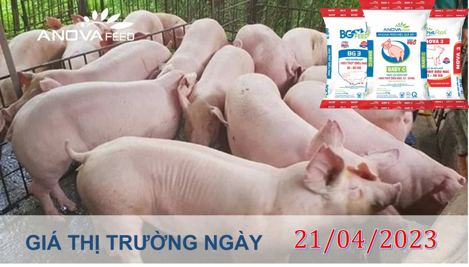 ANOVA FEED- GIÁ HEO HƠI NGÀY 21/04, THỊ TRƯỜNG CHẬM LẠI