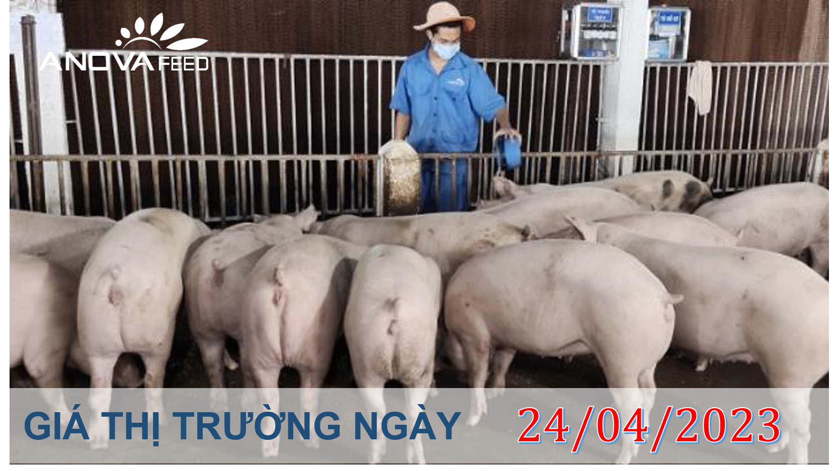 ANOVA FEED- GIÁ HEO HƠI NGÀY 24/04, BIẾN ĐỘNG TRÁI CHIỀU