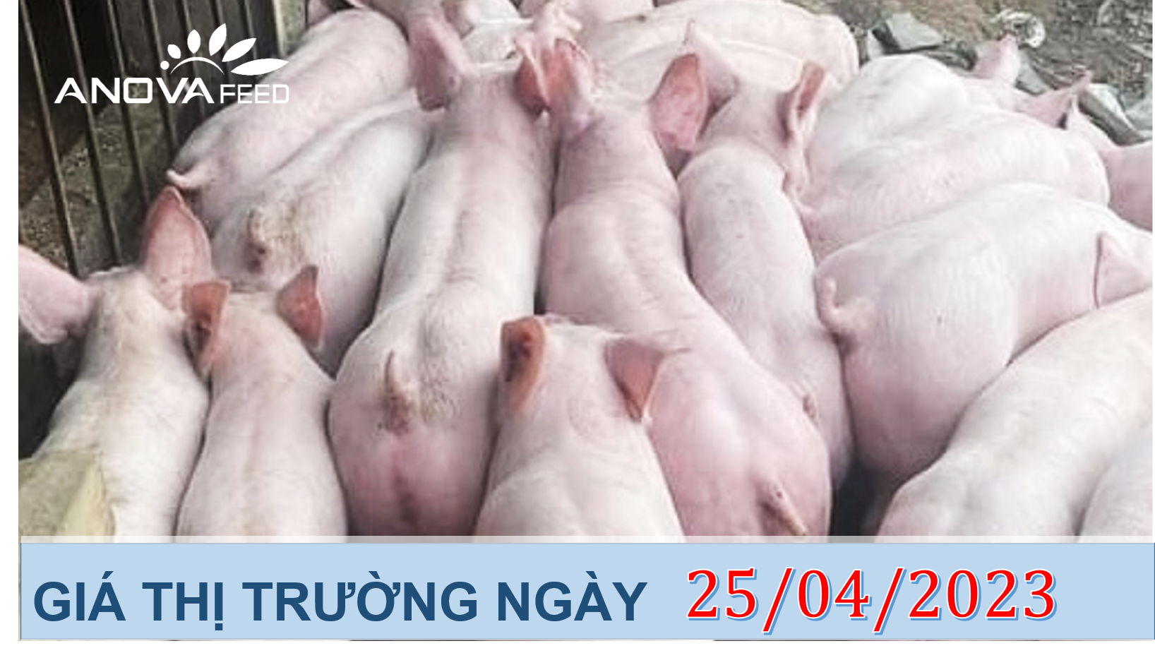 ANOVA FEED- GIÁ HEO HƠI NGÀY 25/04, THỊ TRƯỜNG SỤT GIẢM