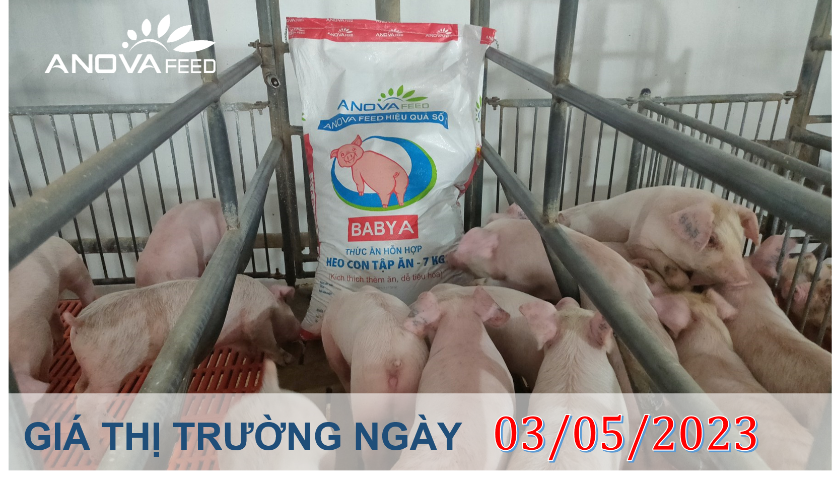 ANOVA FEED- GIÁ HEO HƠI NGÀY 03/05, TĂNG NHẸ KHÔNG ĐÁNG KỂ