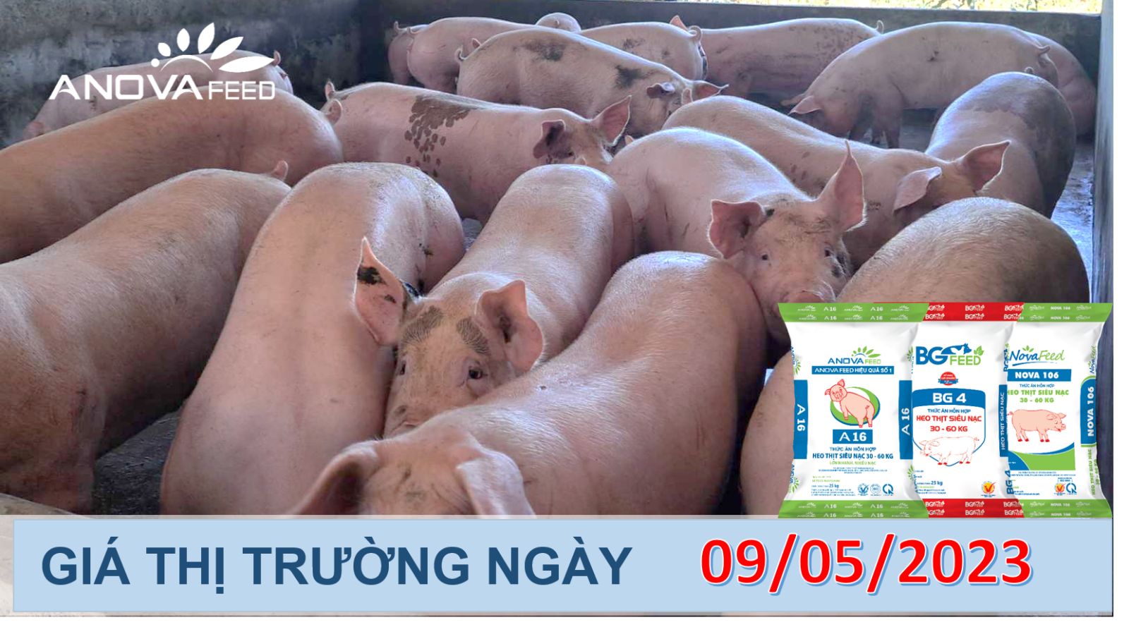 ANOVA FEED- GIÁ HEO HƠI NGÀY 09/05, THỊ TRƯỜNG ĐI NGANG