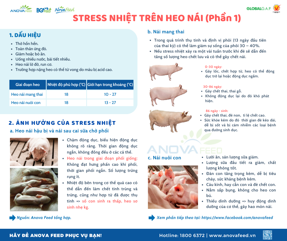 STRESS NHIỆT TRÊN HEO NÁI