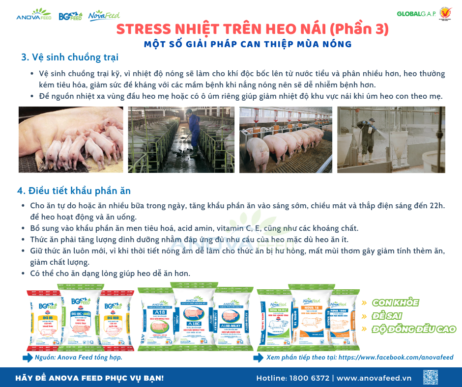 STRESS NHIỆT TRÊN HEO NÁI