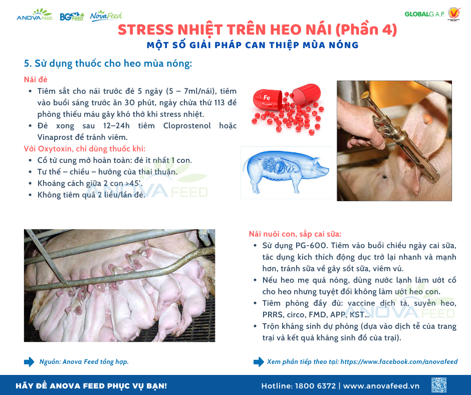 STRESS NHIỆT TRÊN HEO NÁI