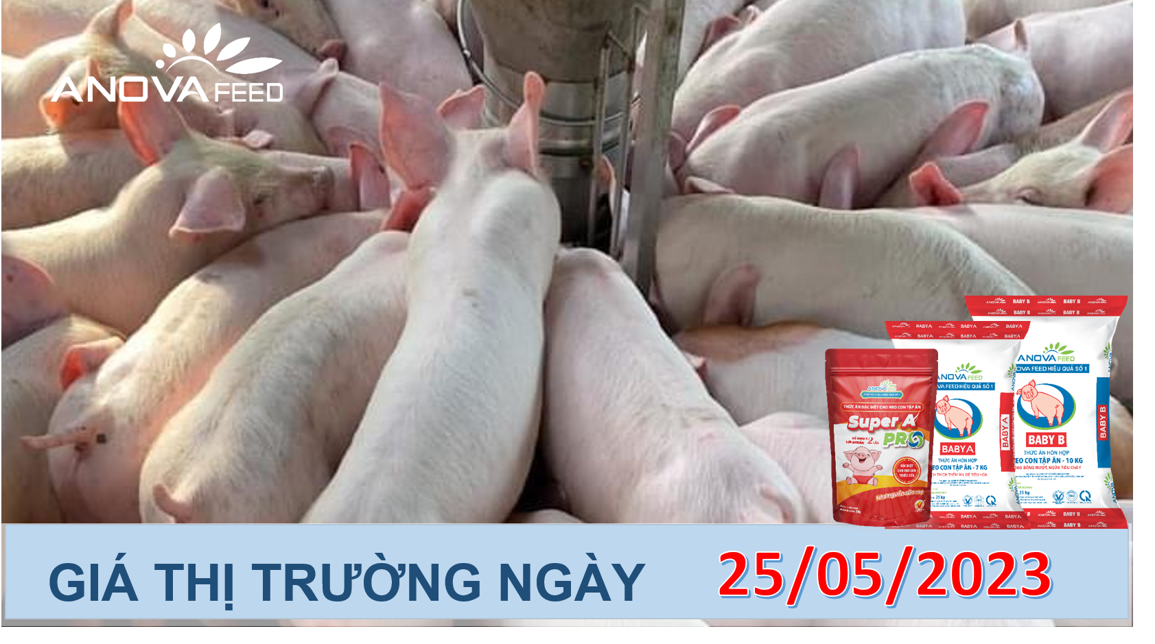 ANOVA FEED- GIÁ HEO HƠI NGÀY 25/05, THỊ TRƯỜNG ĐỨNG GIÁ