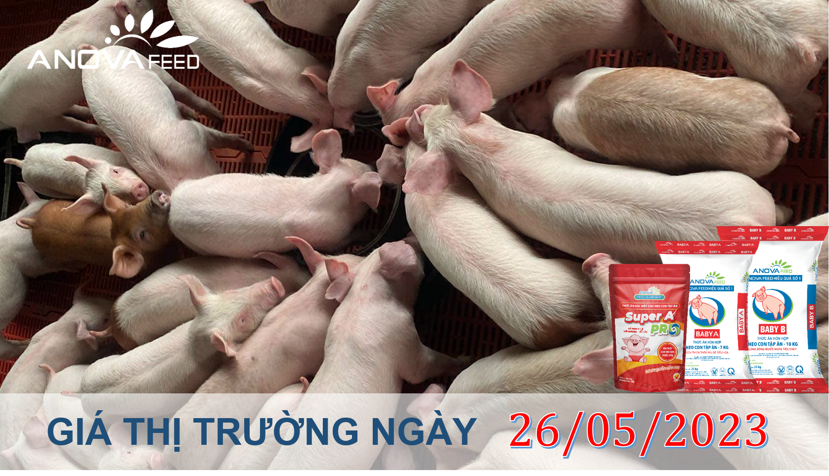 ANOVA FEED- GIÁ HEO HƠI NGÀY 26/05, THỊ TRƯỜNG BIẾN ĐỘNG