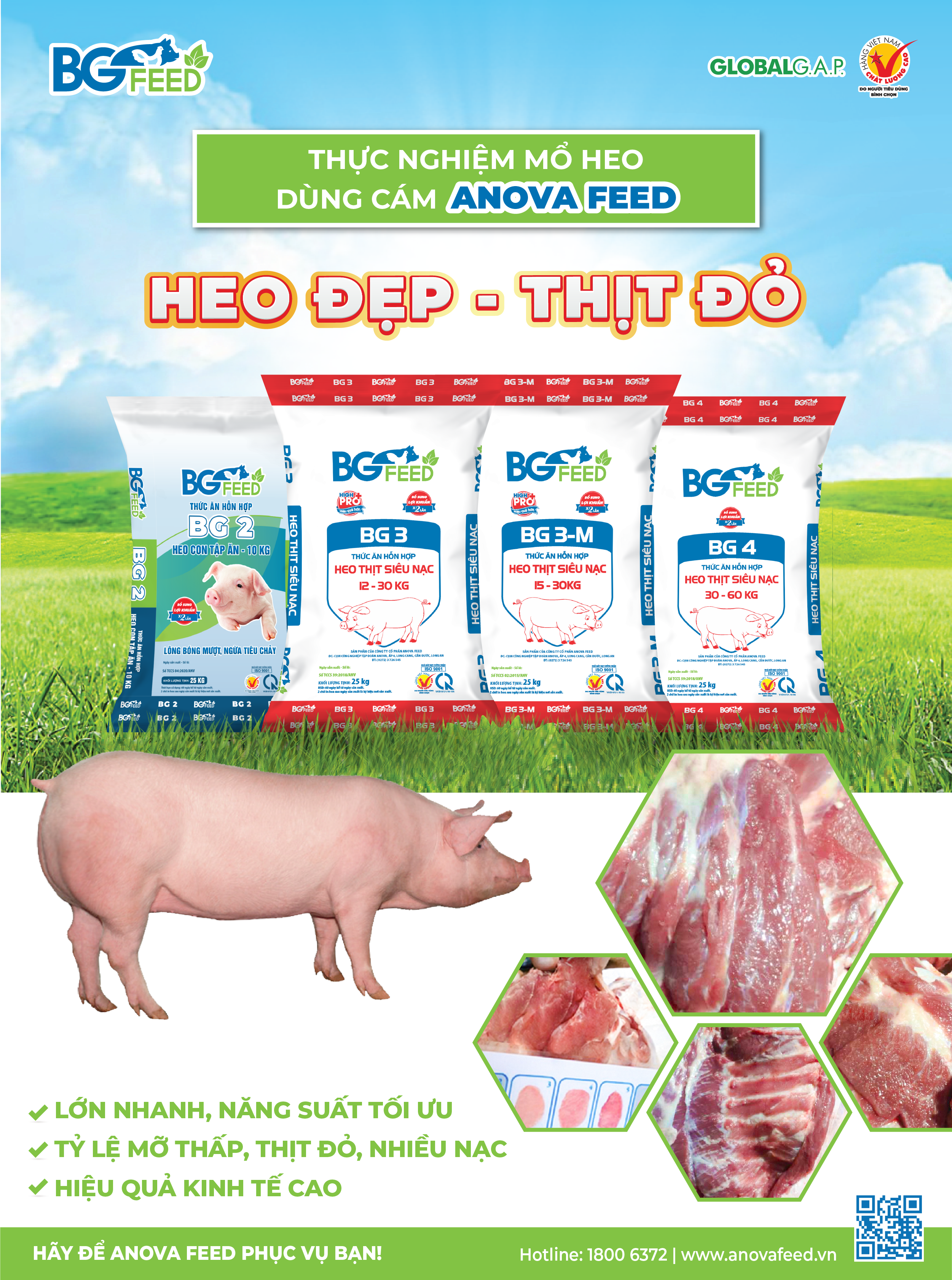 Thực nghiệm mổ heo dùng cám BG FEED