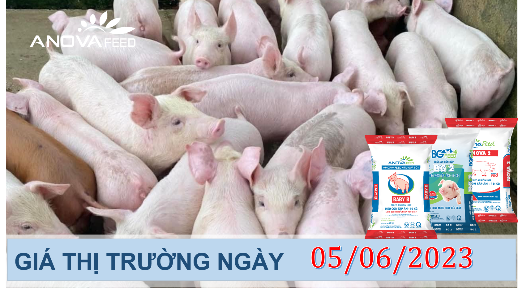 ANOVA FEED- GIÁ HEO HƠI NGÀY 05/06, LÊN NHẸ ĐẦU TUẦN