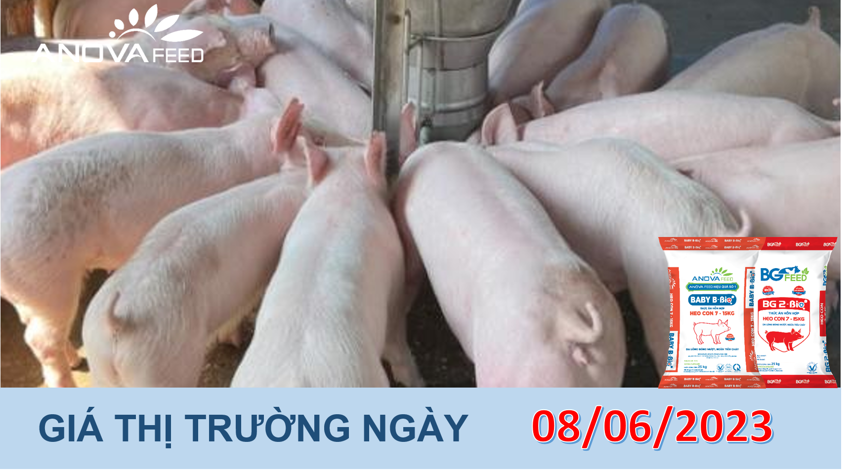 ANOVA FEED- GIÁ HEO HƠI NGÀY 08/06, BIẾN ĐỘNG TRÁI CHIỀU