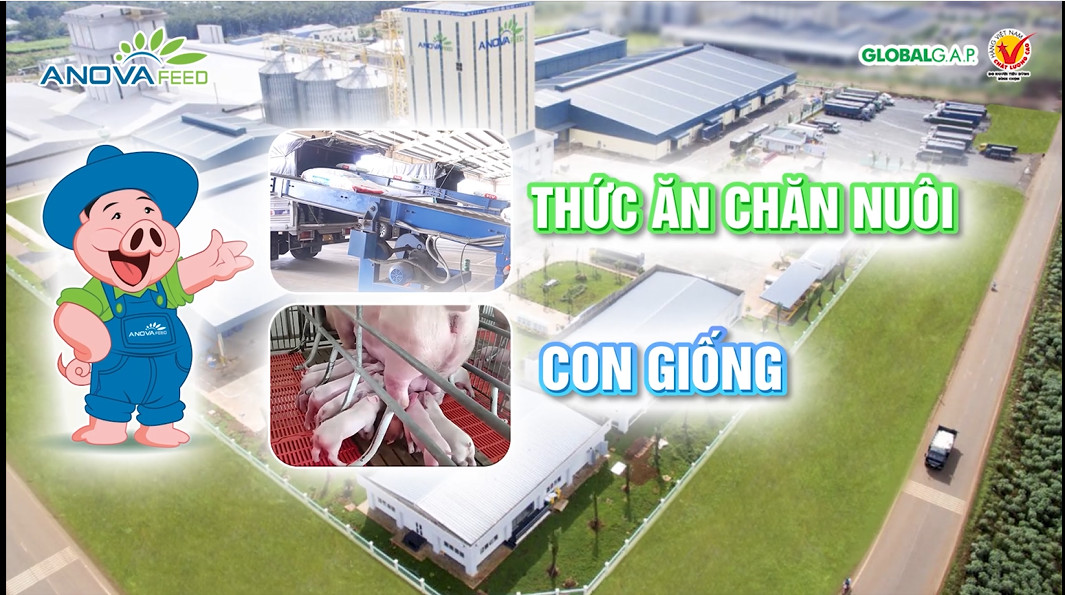 THỨC ĂN CHĂN NUÔI CHẤT LƯỢNG TỪ ANOVA FEED