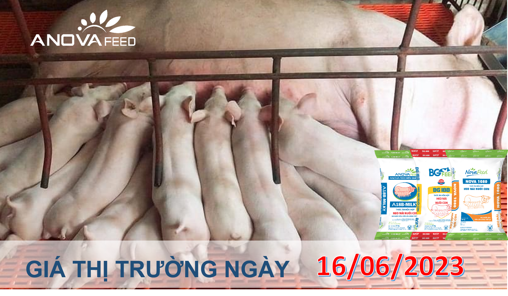 ANOVA FEED- GIÁ HEO HƠI NGÀY 16/06, MIỀN BẮC ĐÀ TĂNG TRƯỞNG TỐT