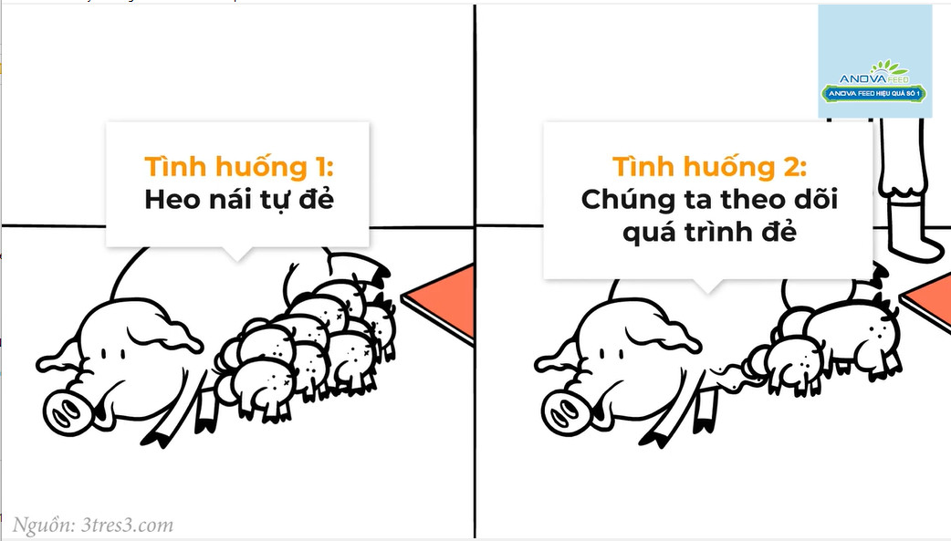 QUẢN LÝ ĐẺ: CHIA CA BÚ CHO HEO CON TRONG NHỮNG GIỜ ĐẦU TIÊN