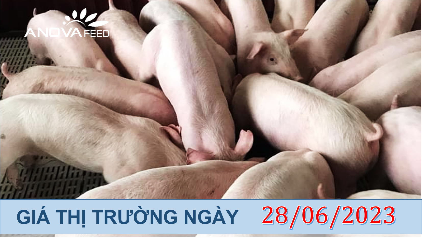 ANOVA FEED- GIÁ HEO HƠI NGÀY 28/06, TĂNG TRƯỞNG TỐT