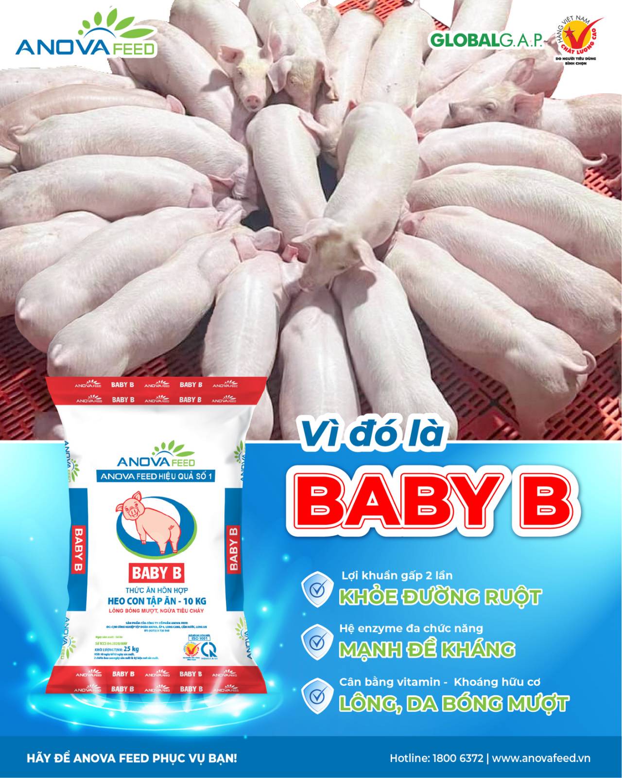 CÓ BABY B - HEO CON LỚN NHANH VƯỢT TRỘI