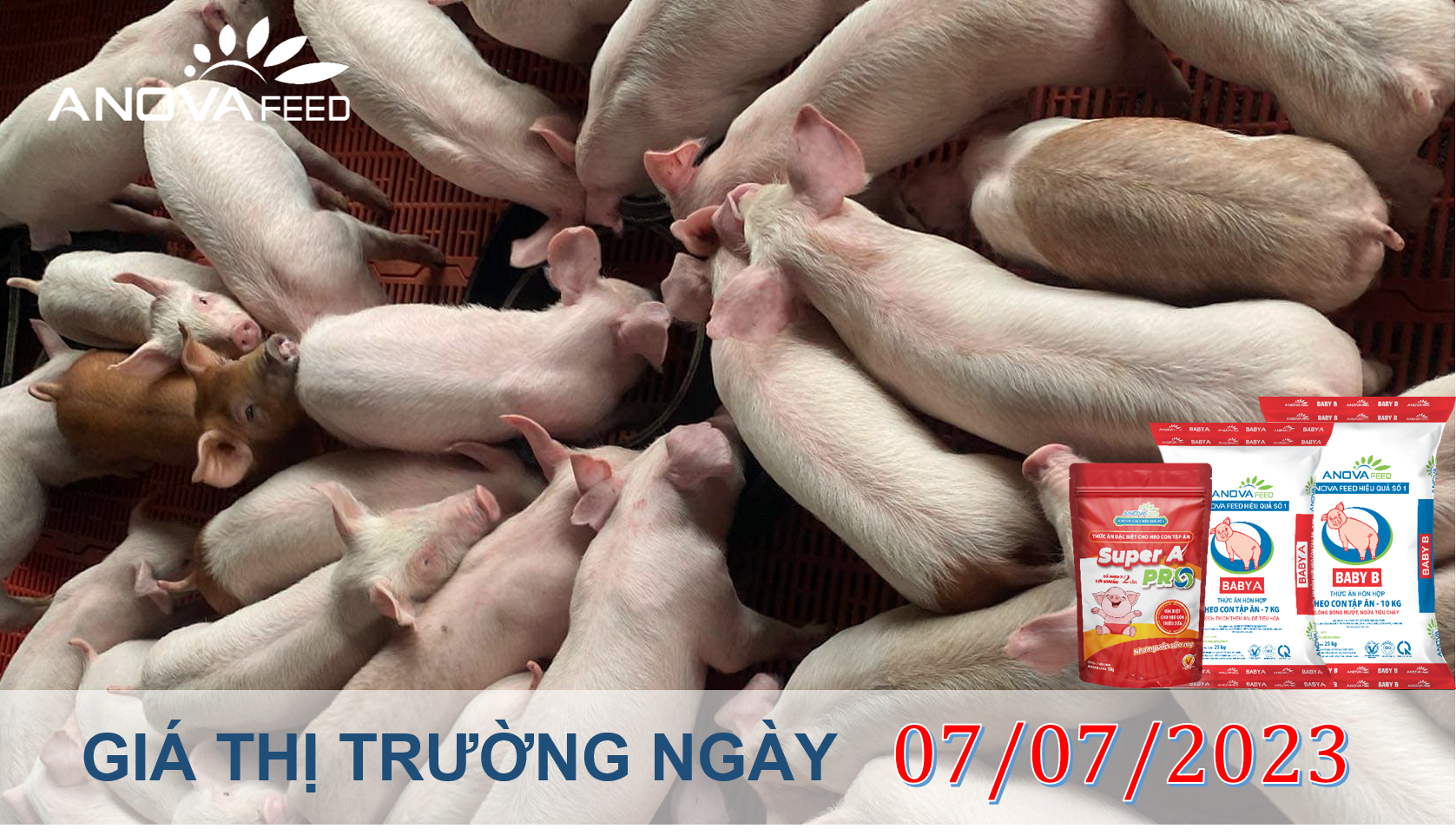 ANOVA FEED- GIÁ HEO HƠI NGÀY 07/07, GIỮ GIÁ TỐT