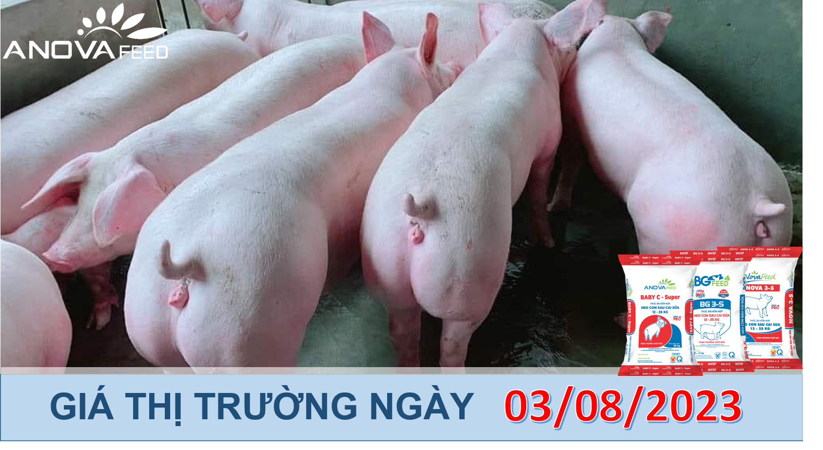 ANOVA FEED- GIÁ HEO HƠI NGÀY 03/08, ĐI NGANG CHỜ GIÁ MỚI