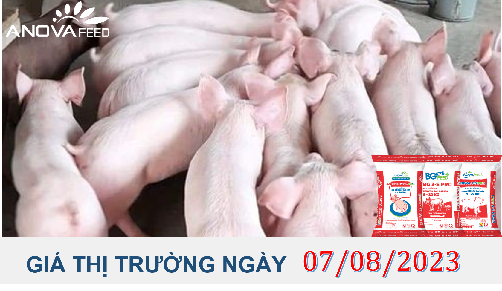 ANOVA FEED- GIÁ HEO HƠI NGÀY 07/08, ĐẦU TUẦN KHỞI SẮC