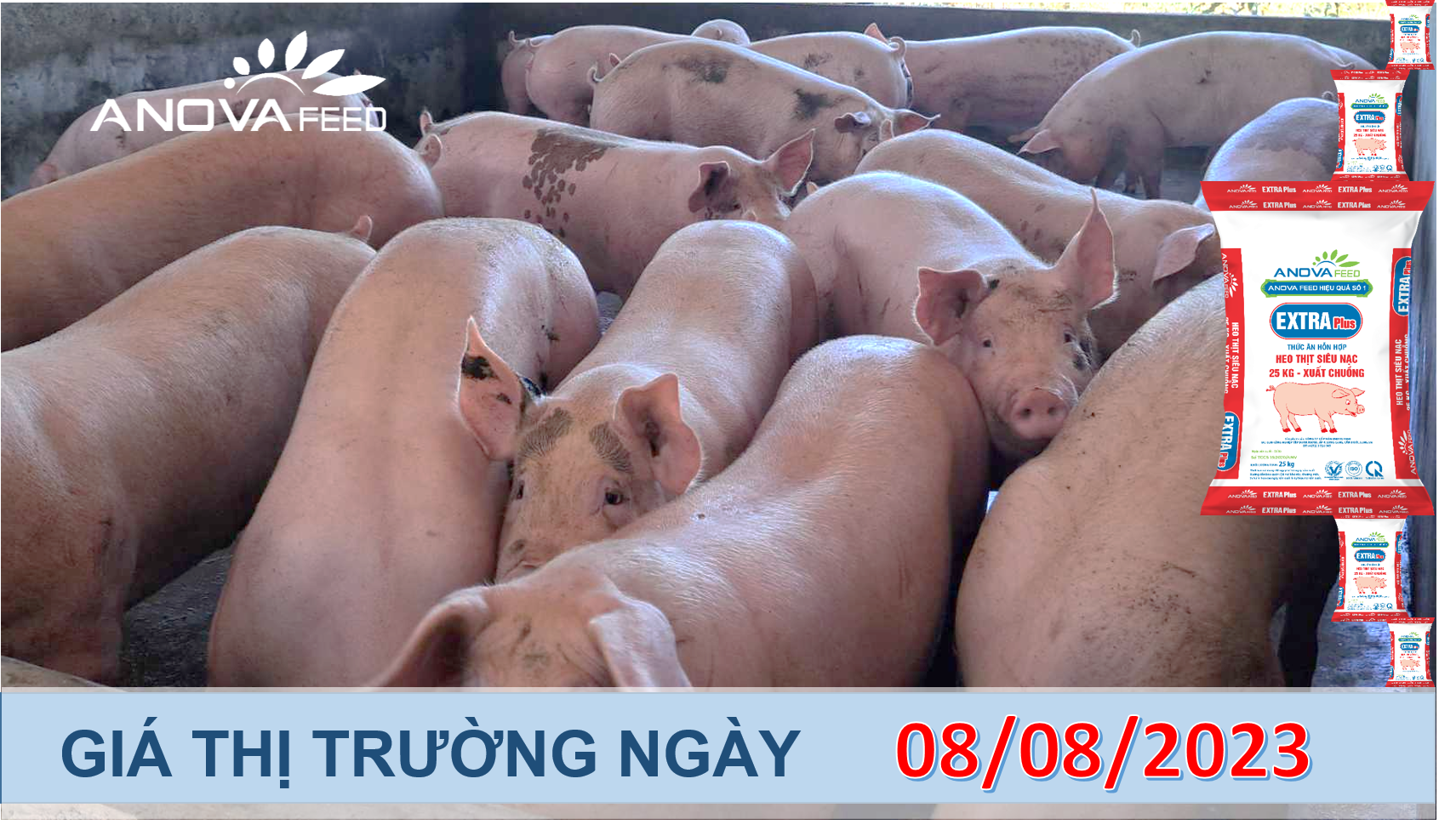 ANOVA FEED- GIÁ HEO HƠI NGÀY 08/08, MIỀN BẮC TIẾP ĐÀ TĂNG