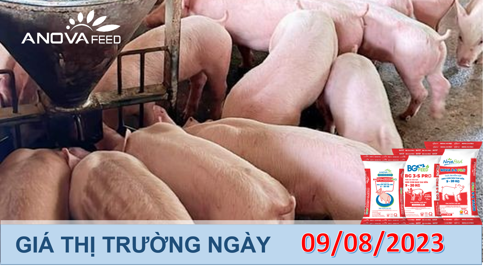 ANOVA FEED- GIÁ HEO HƠI NGÀY 09/08, TĂNG THÊM ÍT TỈNH