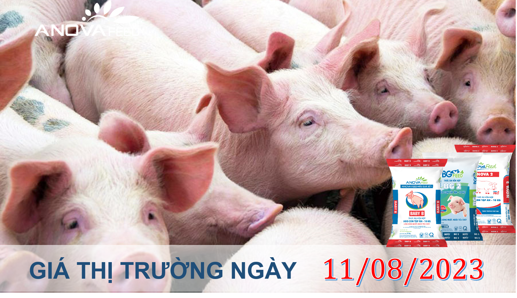 ANOVA FEED- GIÁ HEO HƠI NGÀY 11/08, QUAY ĐẦU GIẢM