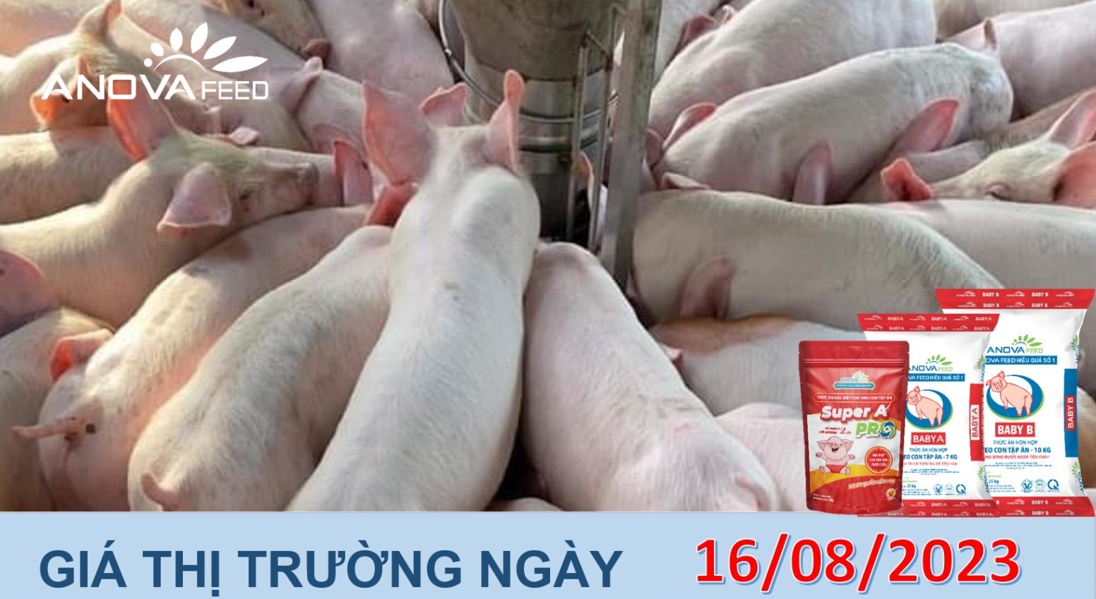 ANOVA FEED- GIÁ HEO HƠI NGÀY 16/08, GIẢM THÊM ÍT TỈNH