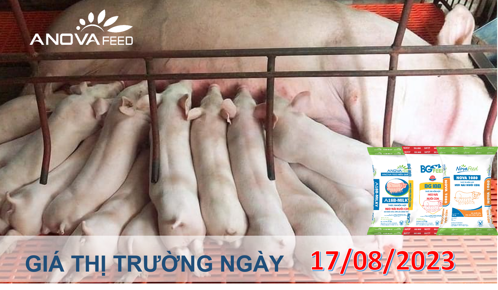 ANOVA FEED- GIÁ HEO HƠI NGÀY 17/08, ĐÀ GIẢM CHƯA DỪNG LẠI