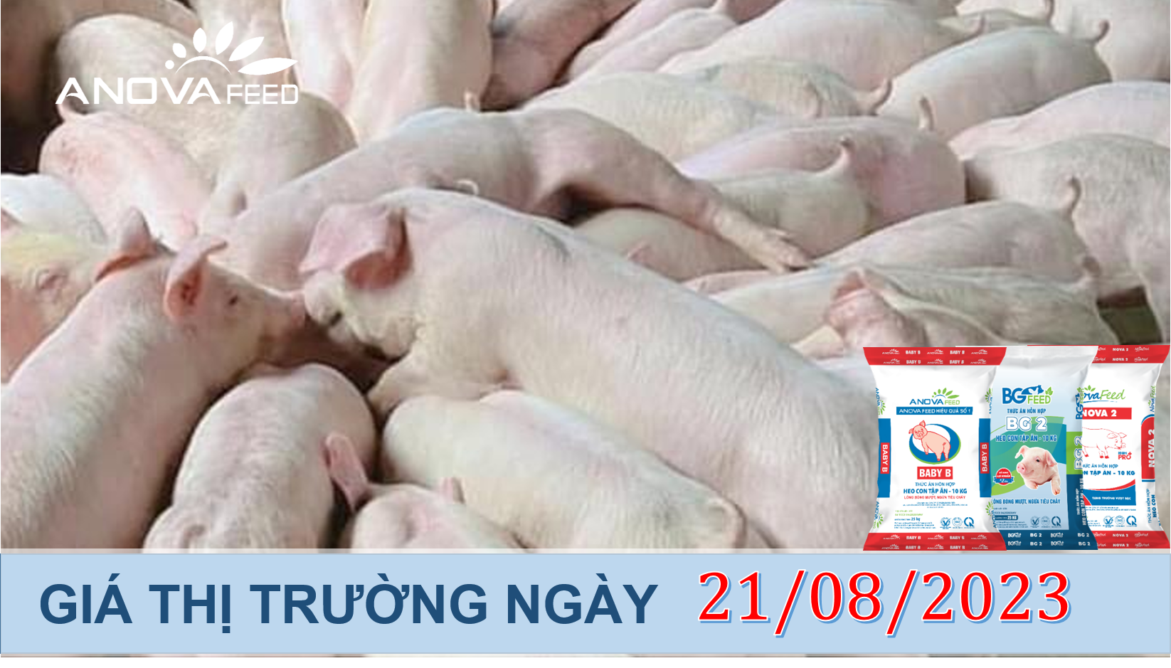 ANOVA FEED- GIÁ HEO HƠI NGÀY 21/08, ĐIỀU CHỈNH NHẸ