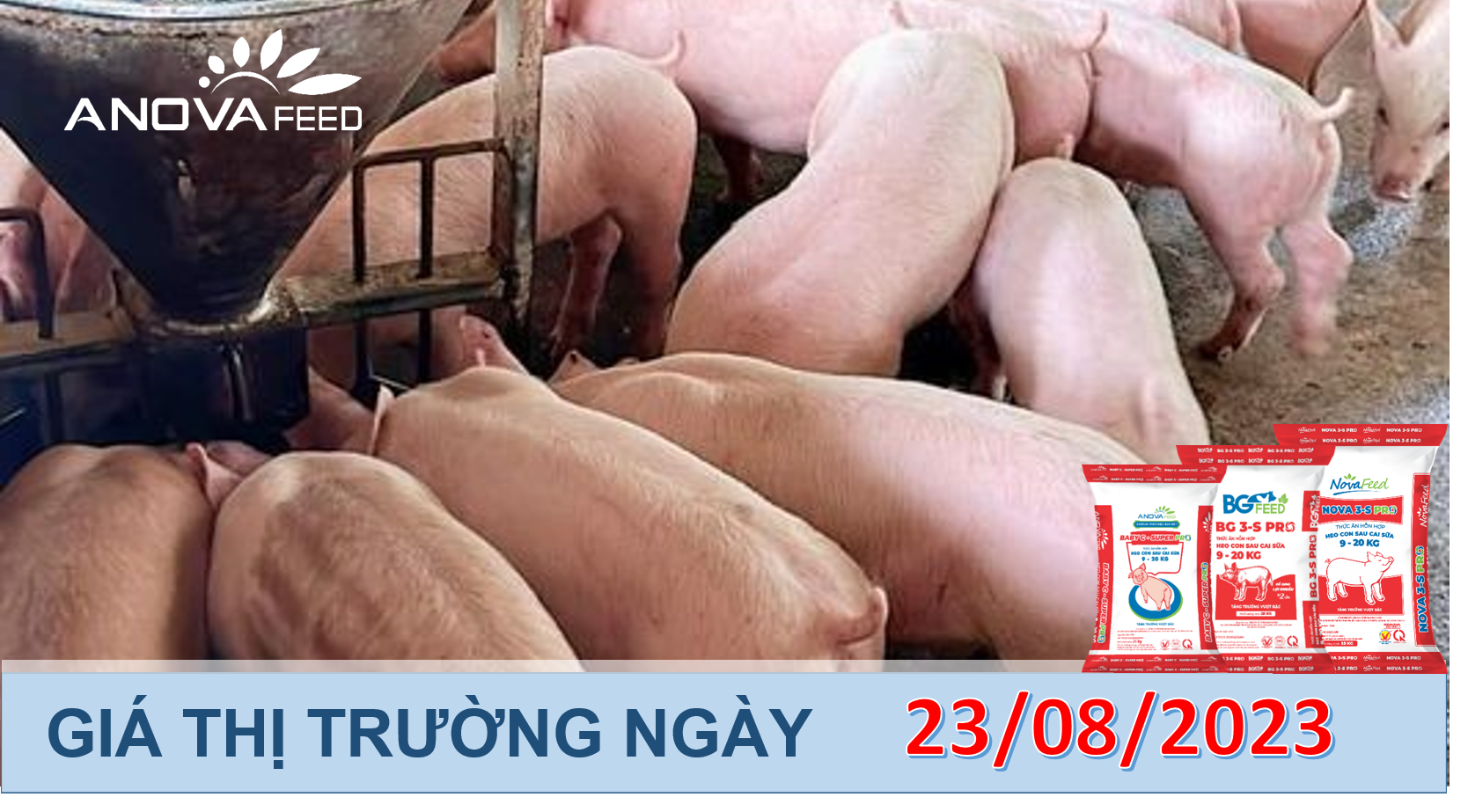 ANOVA FEED- GIÁ HEO HƠI NGÀY 23/08, TĂNG GIẢM 2 CHIỀU