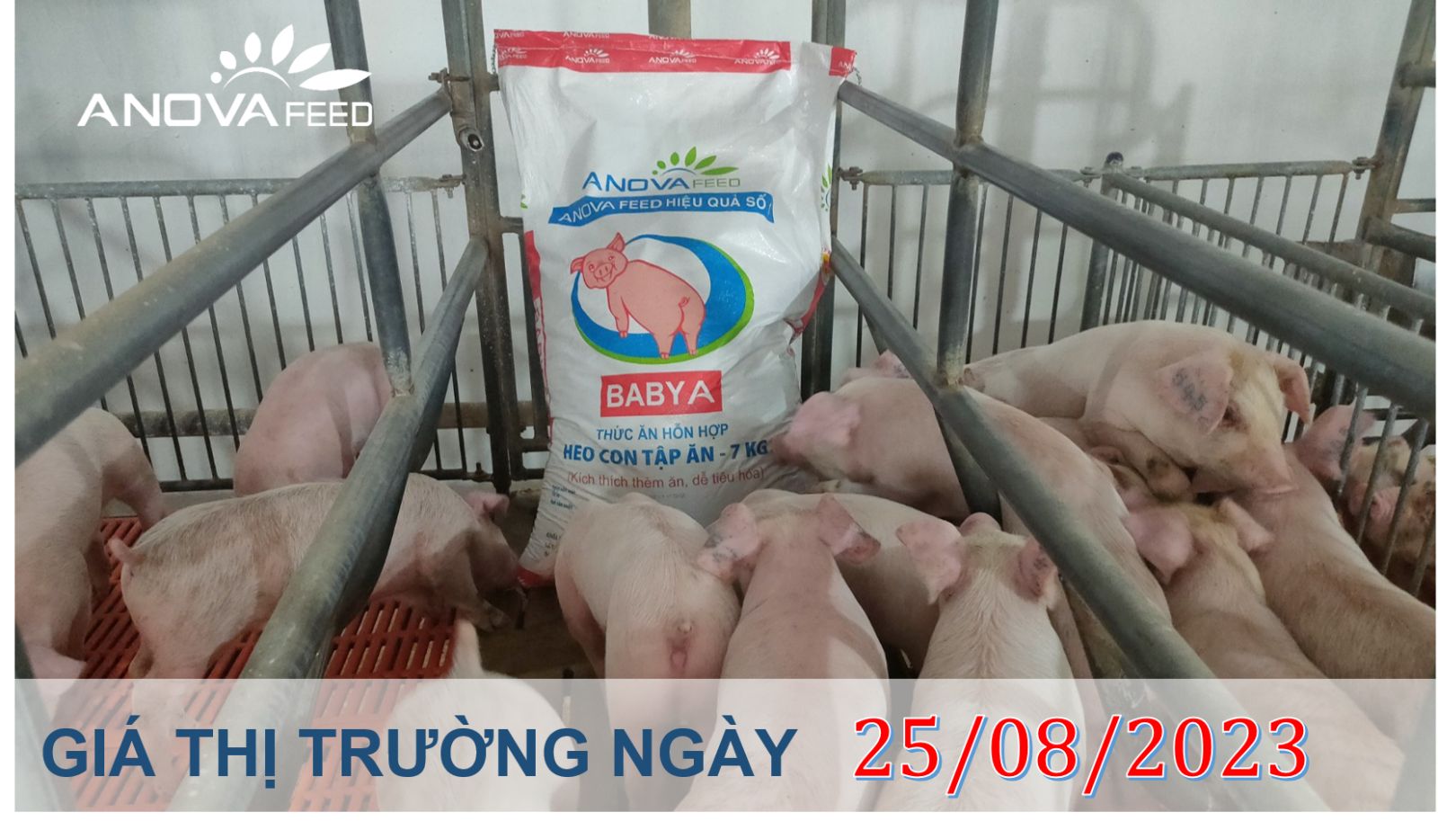 ANOVA FEED- GIÁ HEO HƠI NGÀY 25/08, CHƯA CÓ KHỞI SẮC