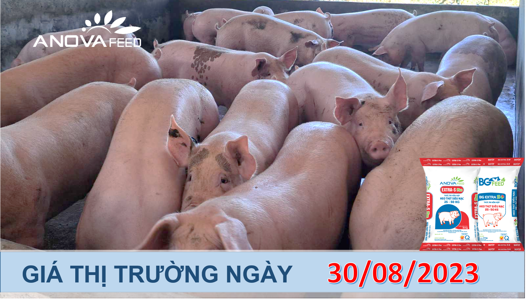 ANOVA FEED- GIÁ HEO HƠI NGÀY 30/08, CHƯA PHỤC HỒI