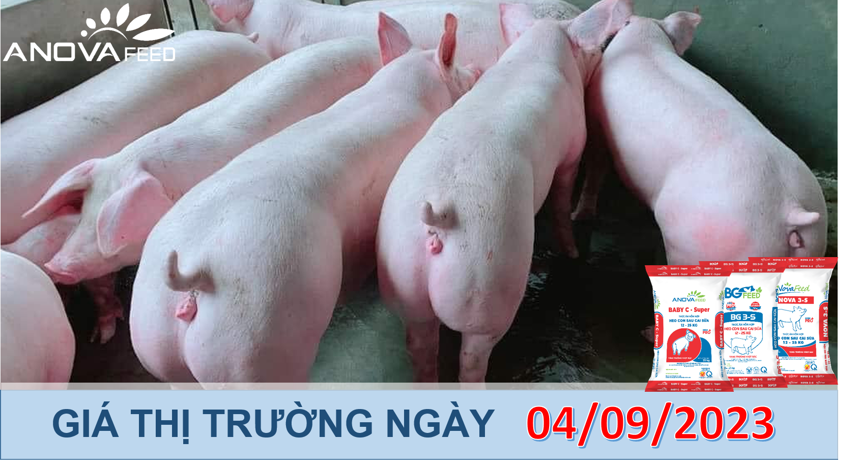 ANOVA FEED- GIÁ HEO HƠI NGÀY 04/09, BIẾN ĐỘNG 2 CHIỀU