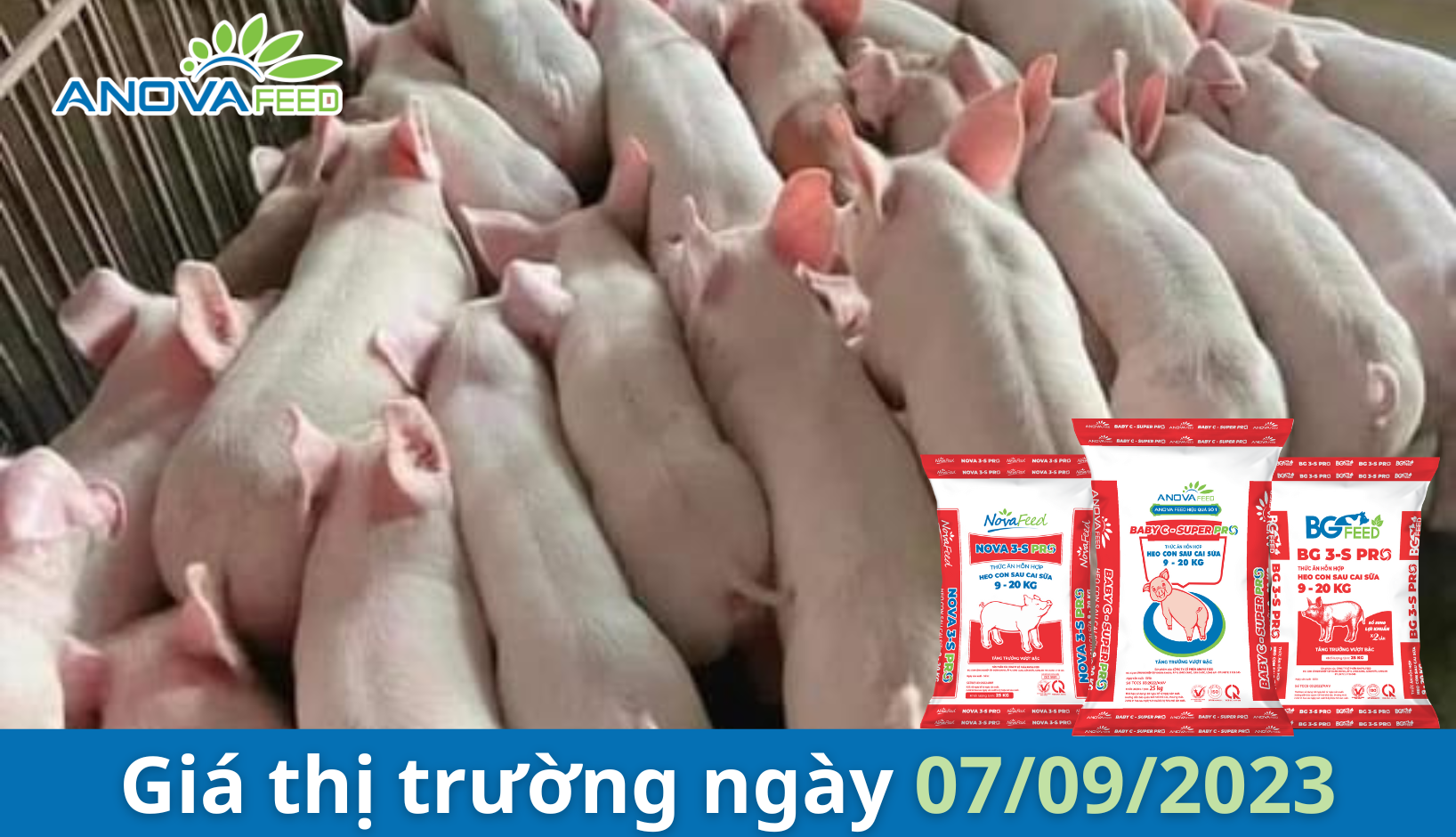 ANOVA FEED- GIÁ HEO HƠI NGÀY 07/09, TIẾP TIA HI VỌNG