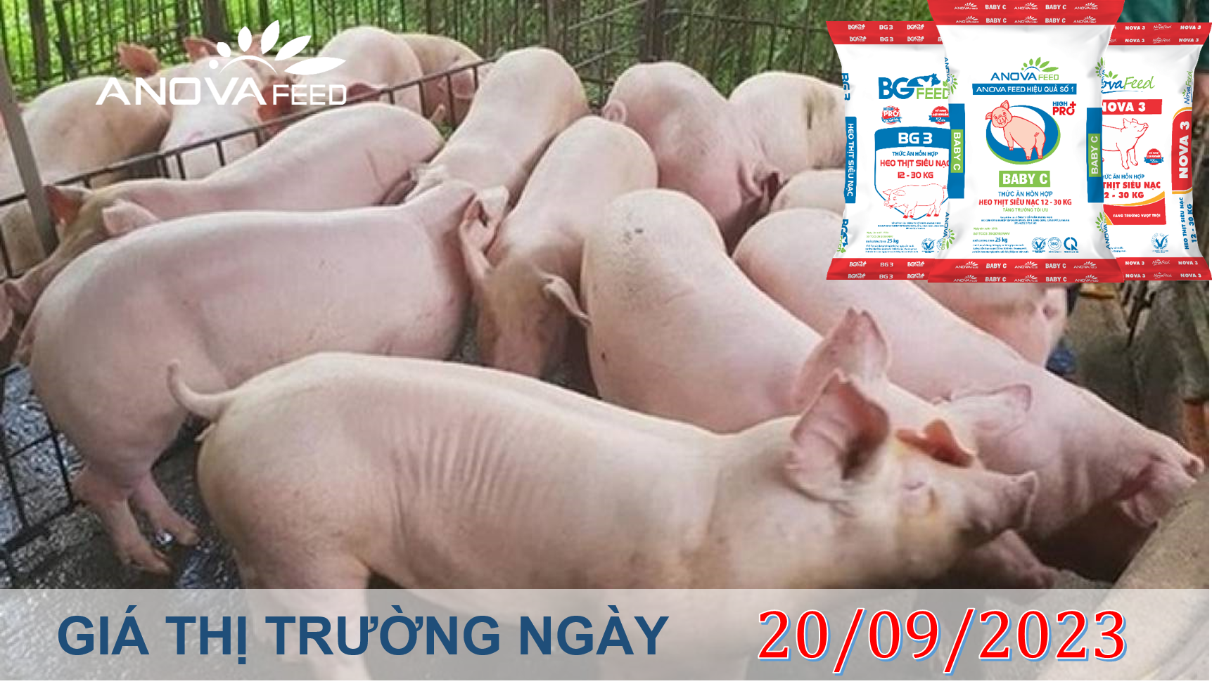 ANOVA FEED- GIÁ HEO HƠI NGÀY 20/09, ĐÀ GIẢM CHƯA DỨT