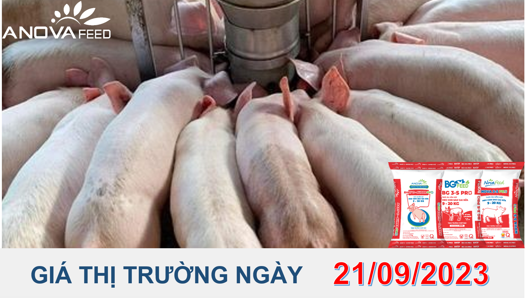 ANOVA FEED- GIÁ HEO HƠI NGÀY 21/09, THỊ TRƯỜNG ĐI NGANG